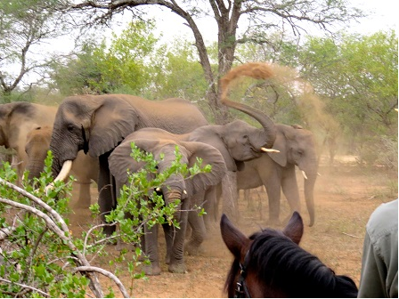 Wait A Little African Safari